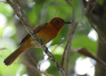 Sunda Paradise Flycatcher