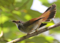 Sunda Pied Fantail