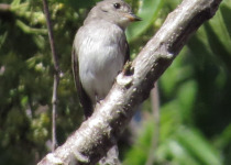 Sunda Pied Flycatcher