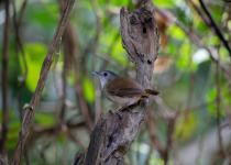 Sunda Pygmy Babbler