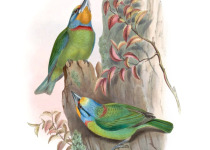 Sunda Pygmy Woodpecker