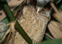 Sunda Scops Owl