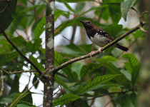 Sunda Thrush