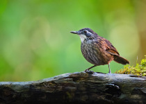 Sunda Thrush