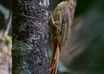 Sunda Treecreeper