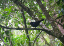 Sunda Whistling-Thrush