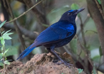 Sunda Whistling-Thrush