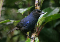 Sunda Whistling-Thrush