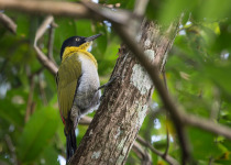 Sunda Woodpecker