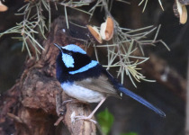 Superb Fairywren