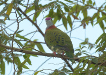 Superb Fruit Dove
