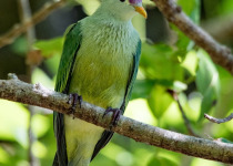 Superb Fruit Dove