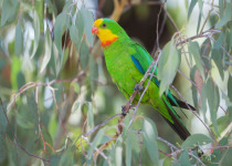 Superb Parrot