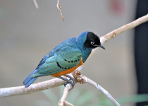 Superb Starling