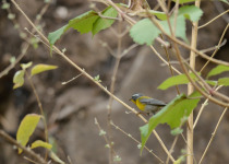 Supercilious Warbler