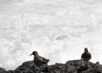 Surfbird