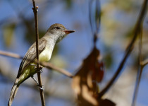 Swainson's Flycatcher
