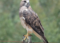 Swainson's Hawk