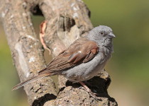 Swainson's Sparrow