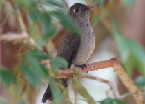 Swallow-tailed Hummingbird