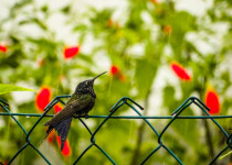 Swallow-tailed Hummingbird