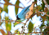 Swallow-tailed Kite