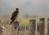 Swamp Harrier