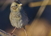 Swamp Sparrow