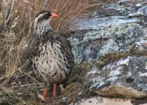 Swierstra's Francolin