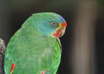 Swift Parrot