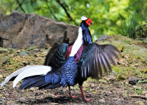 Swinhoe's Pheasant