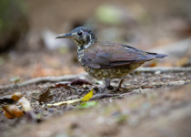 Swinhoe's thrush