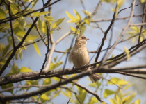 Swinhoe's White-eye