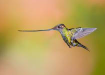 Sword-billed Hummingbird