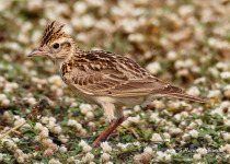 Sykes's lark