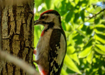 Syrian Woodpecker