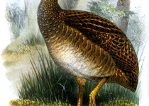 Taczanowski's Tinamou