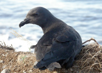 Tahiti Petrel
