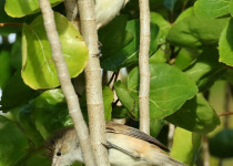 Tahiti Reed Warbler