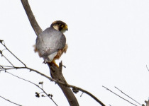 Taita falcon