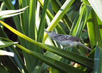 Taita Swamp Warbler