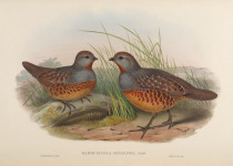 Taiwan Bamboo Partridge
