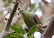 Taiwan Green Pigeon