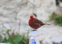 Taiwan Rosefinch