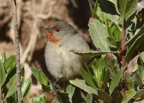 Tamarugo Conebill