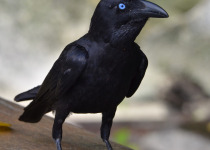 Tamaulipas Crow