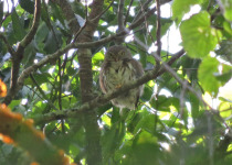 Tamaulipas Pygmy Owl