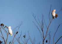 Tanimbar Corella