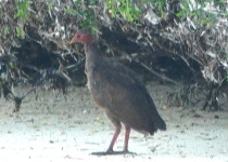 Tanimbar Megapode