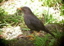 Tasman Sea Island Thrush